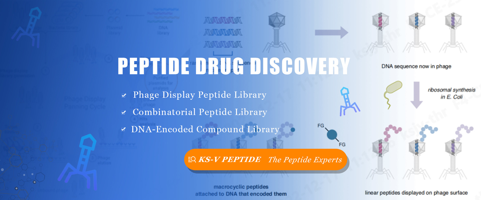 peptide drug discovery