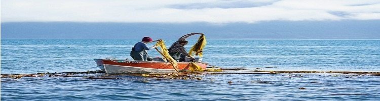 Sustainable Barnacle  Alaskan Kelp Foods Products