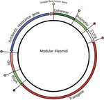 E coli Plasmid Design and Transformation